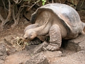 Giant Tortoise